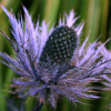Eryngium alpinum - abriachan nurseries
